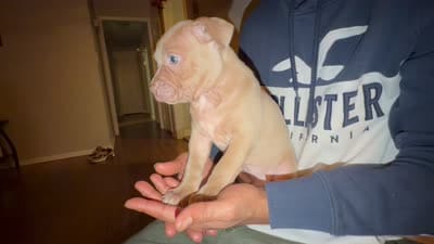 Jules, a female American Pit Bull Terrier for sale in Raleigh, NC – 6 of 7