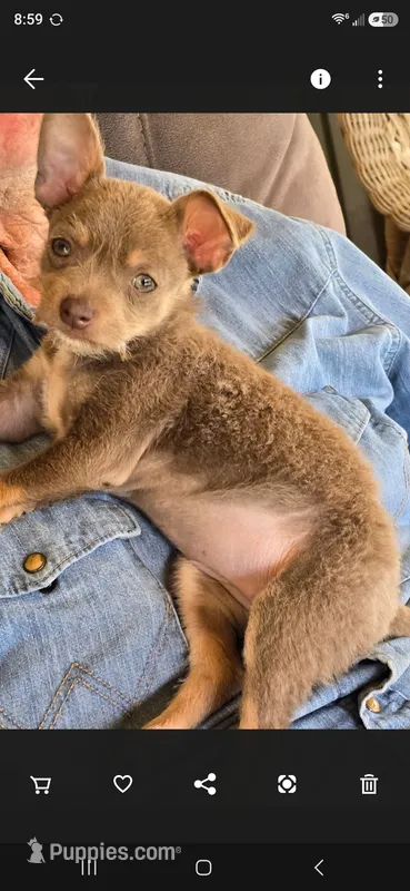 Rose bud – Chihuahua, Chinese Crested puppy for sale in Priest River, ID