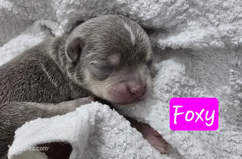 Foxy – Chihuahua, Chinese Crested puppy for sale in Priest River, ID