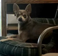 Flame , a male Chihuahua and Chinese Crested for sale in Priest River, ID – 2 of 3