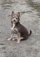 Rose bud, a female Chihuahua and Chinese Crested for sale in Priest River, ID – 3 of 3