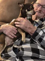 Flame , a male Chihuahua and Chinese Crested for sale in Priest River, ID – 3 of 3