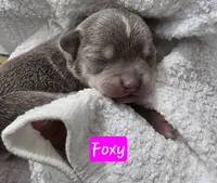 Foxy, a female Chihuahua and Chinese Crested for sale in Priest River, ID – 2 of 4