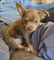 Rose bud, a female Chihuahua and Chinese Crested for sale in Priest River, ID – 2 of 3