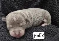 Felix, a male Chihuahua and Chinese Crested for sale in Priest River, ID – 1 of 3
