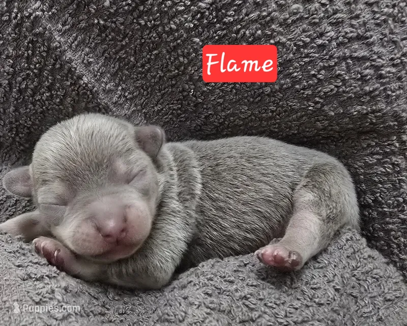Flame  – Chihuahua, Chinese Crested puppy for sale in Priest River, ID