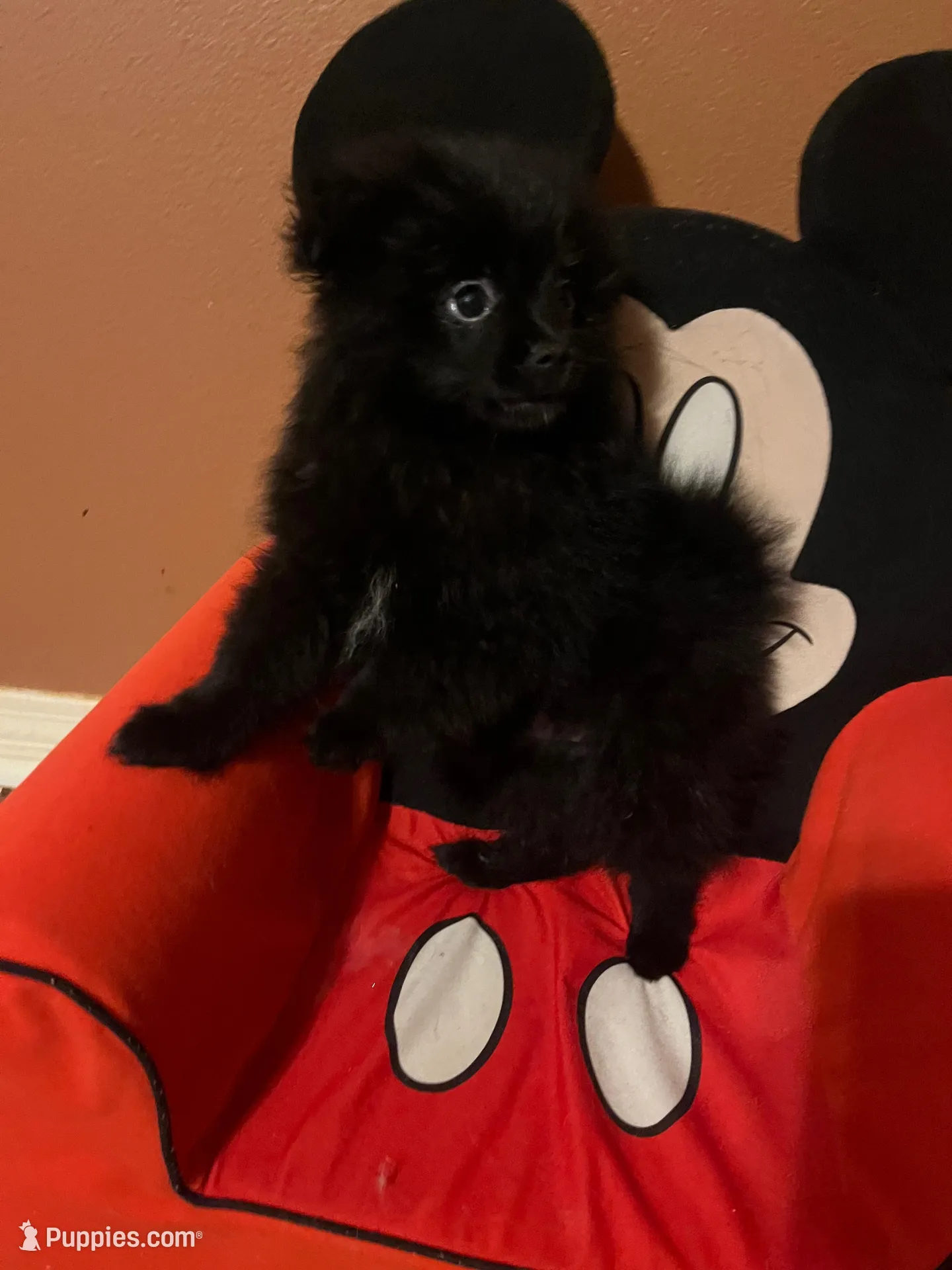 Big brother  – Pomeranian puppy for sale in Pearl River, LA