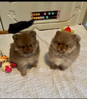 Simba, a male Pomeranian for sale in Pearl River, LA – 2 of 6