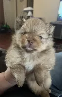 Donald, a male Pomeranian for sale in Pearl River, LA – 4 of 5