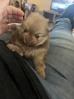 Simba, a male Pomeranian for sale in Pearl River, LA – 4 of 6