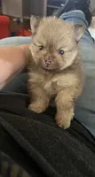 Simba, a male Pomeranian for sale in Pearl River, LA – 3 of 6