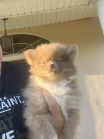 sassy, a female Pomeranian for sale in Pearl River, LA – Photo 5 of 9