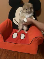 sassy, a female Pomeranian for sale in Pearl River, LA – Photo 8 of 9