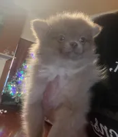 sassy, a female Pomeranian for sale in Pearl River, LA – Photo 3 of 9