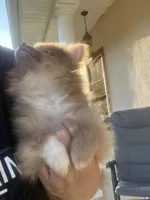 sassy, a female Pomeranian for sale in Pearl River, LA – Photo 4 of 9