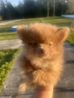 sassy, a female Pomeranian for sale in Pearl River, LA – Photo 6 of 9