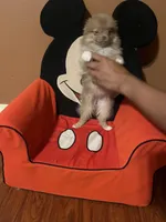 sassy, a female Pomeranian for sale in Pearl River, LA – Photo 9 of 9