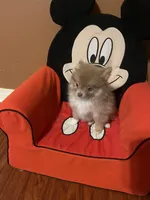 sassy, a female Pomeranian for sale in Pearl River, LA – Photo 2 of 9