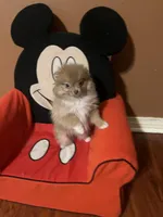 sassy, a female Pomeranian for sale in Pearl River, LA – Photo 7 of 9