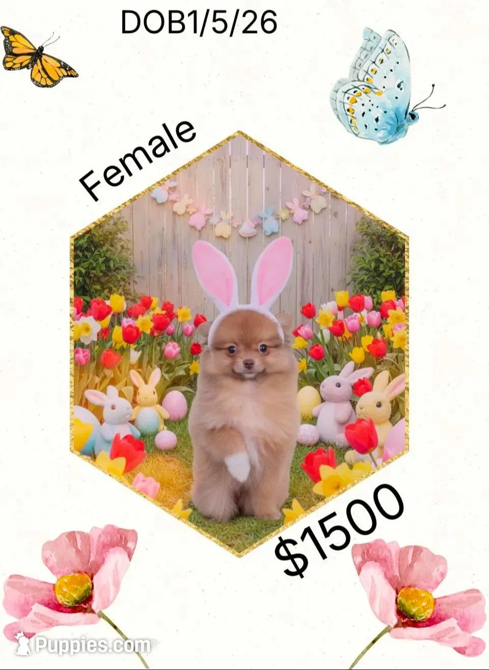sassy – Pomeranian puppy for sale in Pearl River, LA