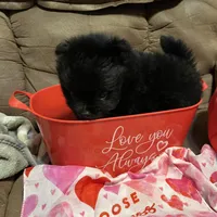 Big brother , a male Pomeranian for sale in Pearl River, LA – Photo 4 of 9