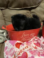 Big brother , a male Pomeranian for sale in Pearl River, LA – Photo 3 of 6