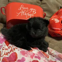 Big brother , a male Pomeranian for sale in Pearl River, LA – Photo 3 of 9