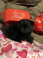 Big brother , a male Pomeranian for sale in Pearl River, LA – Photo 2 of 6