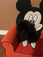 Big brother , a male Pomeranian for sale in Pearl River, LA – Photo 9 of 9