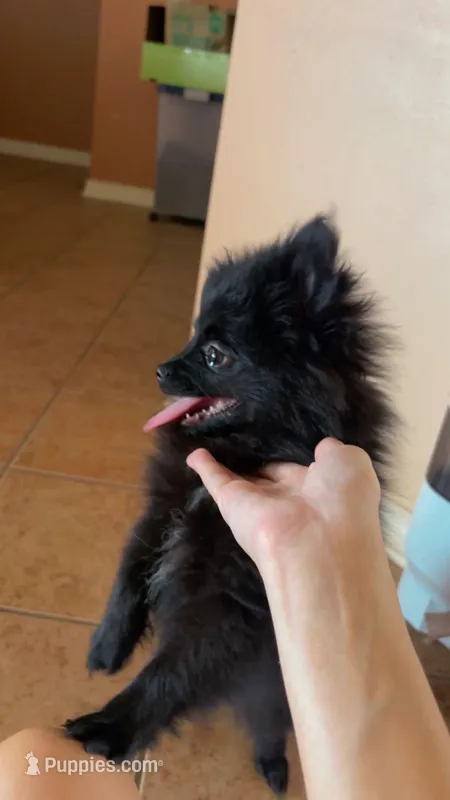 Big brother  – Pomeranian puppy for sale in Pearl River, LA