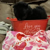 Big brother , a male Pomeranian for sale in Pearl River, LA – Photo 5 of 9