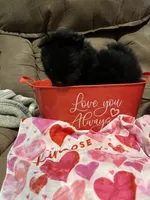 Big brother , a male Pomeranian for sale in Pearl River, LA – Photo 4 of 6