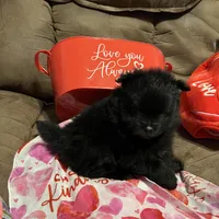 Big brother , a male Pomeranian for sale in Pearl River, LA – Photo 8 of 9