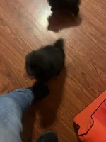 Big brother , a male Pomeranian for sale in Pearl River, LA – Photo 7 of 9