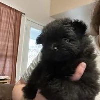 Big brother , a male Pomeranian for sale in Pearl River, LA – Photo 2 of 9