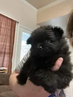 Big brother , a male Pomeranian for sale in Pearl River, LA – Photo 1 of 6