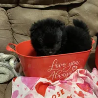 Big brother , a male Pomeranian for sale in Pearl River, LA – Photo 6 of 9