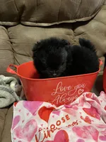 Big brother , a male Pomeranian for sale in Pearl River, LA – Photo 6 of 6