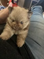 Simba, a male Pomeranian for sale in Pearl River, LA – 5 of 6