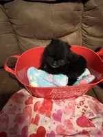 Mighty Mouse , a male Pomeranian for sale in Pearl River, LA – Photo 5 of 7