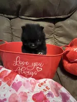 Mighty Mouse , a male Pomeranian for sale in Pearl River, LA – Photo 3 of 7