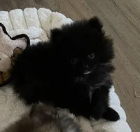 Mighty Mouse , a male Pomeranian for sale in Pearl River, LA – Photo 1 of 5