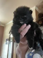 Mighty Mouse , a male Pomeranian for sale in Pearl River, LA – Photo 1 of 7