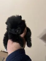 Mighty Mouse , a male Pomeranian for sale in Pearl River, LA – Photo 2 of 7