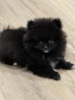 Mighty Mouse , a male Pomeranian for sale in Pearl River, LA – Photo 4 of 5