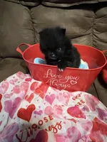 Mighty Mouse , a male Pomeranian for sale in Pearl River, LA – Photo 7 of 7