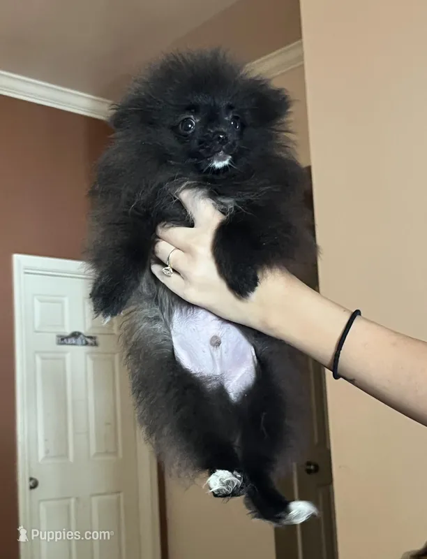 Mighty Mouse  – Pomeranian puppy for sale in Pearl River, LA