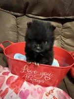 Mighty Mouse , a male Pomeranian for sale in Pearl River, LA – Photo 4 of 7