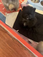 Mighty Mouse , a male Pomeranian for sale in Pearl River, LA – Photo 5 of 5