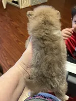 Sassy, a female Pomeranian for sale in Pearl River, LA – Photo 3 of 5